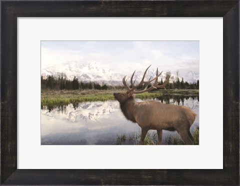 Framed Bull Elk in Tetons Print