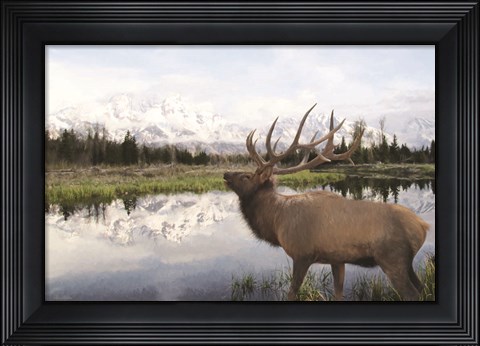 Framed Bull Elk in Tetons Print