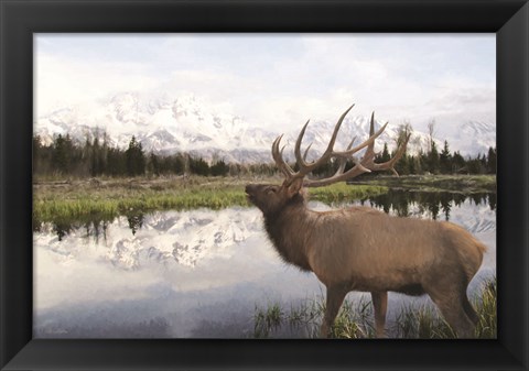 Framed Bull Elk in Tetons Print