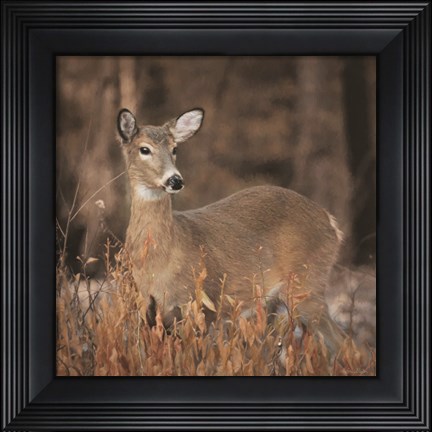 Framed Whitetail Deer Print