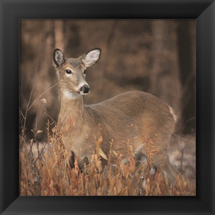 Framed Whitetail Deer Print