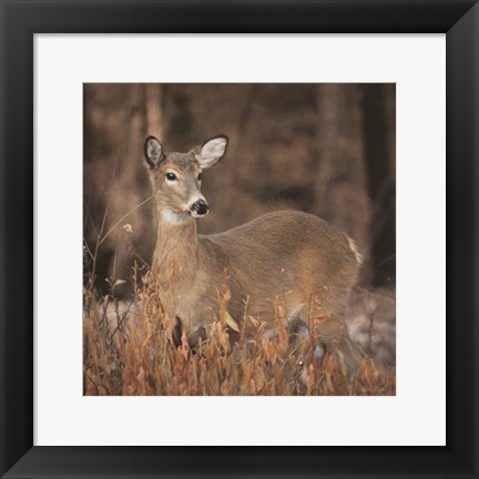 Framed Whitetail Deer Print