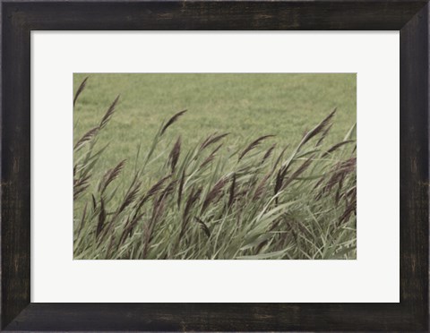 Framed Wispy Grass Print