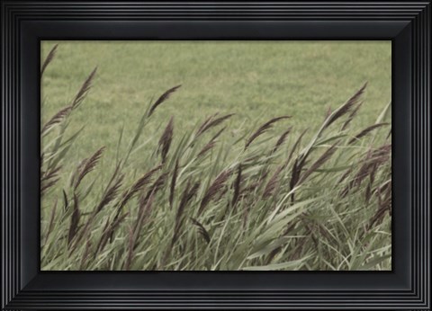 Framed Wispy Grass Print