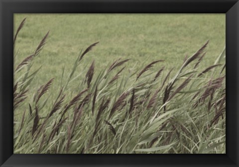 Framed Wispy Grass Print