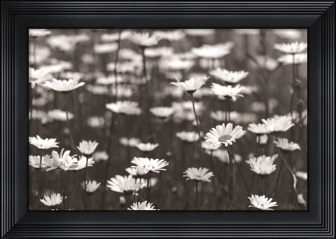 Framed Daisy Dreams Print