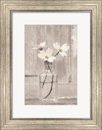 Framed Dogwood Blossoms Print