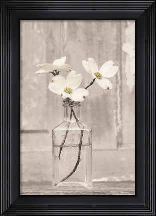 Framed Dogwood Blossoms Print