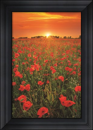 Framed Poppies at Sunset Print