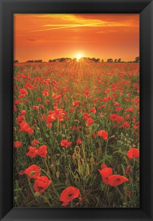 Framed Poppies at Sunset Print