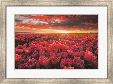 Framed Tulip Magnificence Print