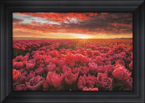 Framed Tulip Magnificence Print