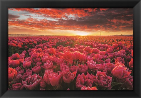 Framed Tulip Magnificence Print