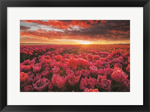 Framed Tulip Magnificence Print