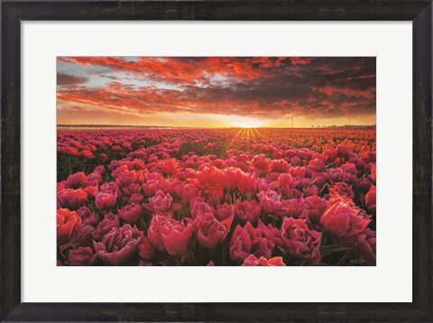 Framed Tulip Magnificence Print
