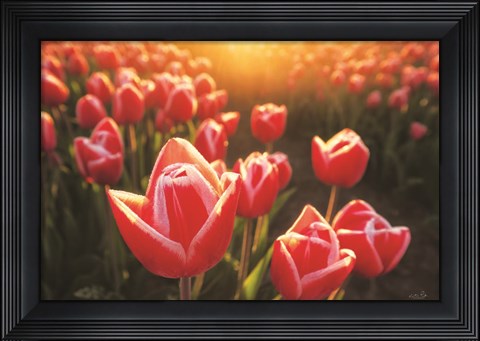 Framed Tulips at Sunrise Print