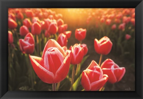 Framed Tulips at Sunrise Print