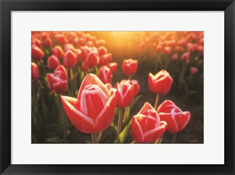 Framed Tulips at Sunrise Print