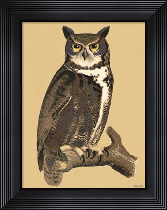 Framed Great Owl Print