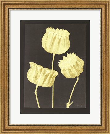 Framed Forms in Nature 1 Print