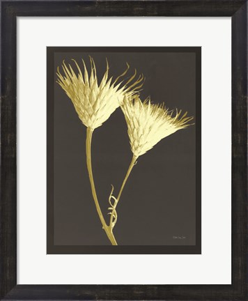 Framed Forms in Nature 2 Print