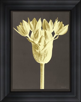 Framed Forms in Nature 3 Print