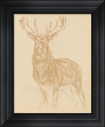 Framed Buck Sketch Print