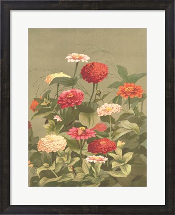 Framed Antique Botanical Collection 1 Print