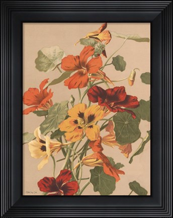 Framed Antique Botanical Collection 2 Print