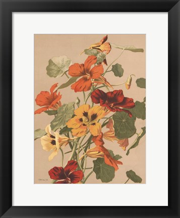 Framed Antique Botanical Collection 2 Print