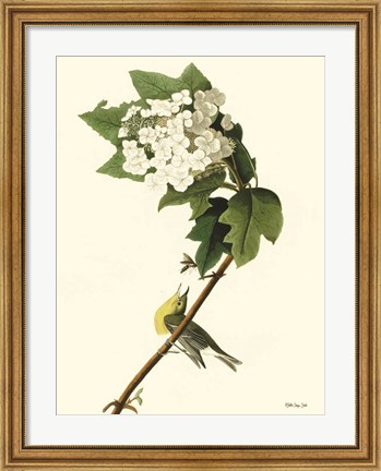 Framed Vintage Bird 3 Print