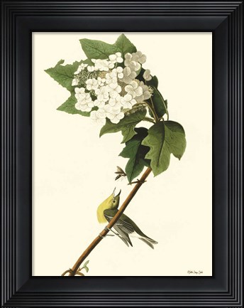 Framed Vintage Bird 3 Print