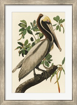 Framed Audubon Brown Pelican Print
