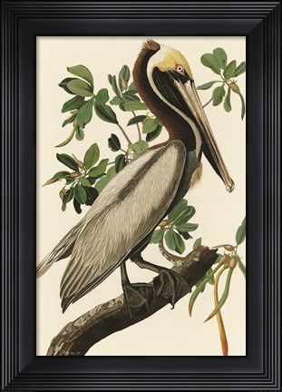 Framed Audubon Brown Pelican Print