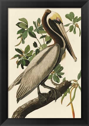 Framed Audubon Brown Pelican Print