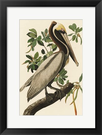 Framed Audubon Brown Pelican Print