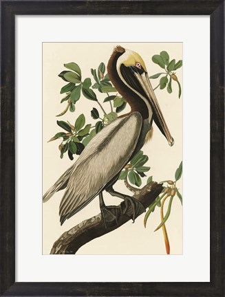 Framed Audubon Brown Pelican Print
