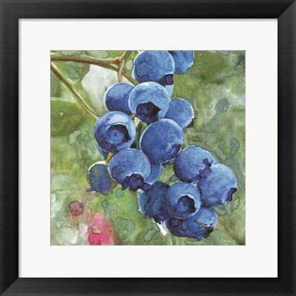 Framed Blueberries 4 Print