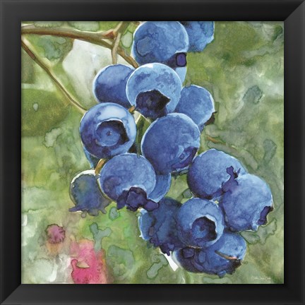 Framed Blueberries 4 Print