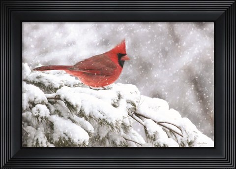 Framed Winter Cardinal Print