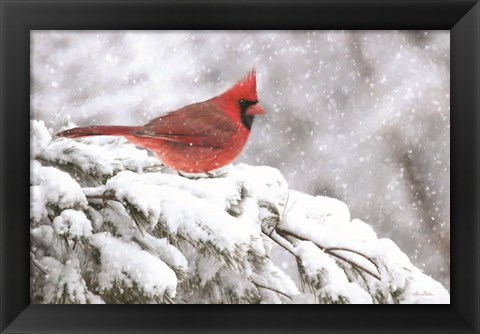 Framed Winter Cardinal Print