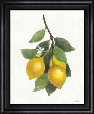 Framed Lemon Branch III Print