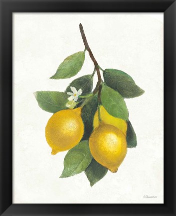 Framed Lemon Branch III Print