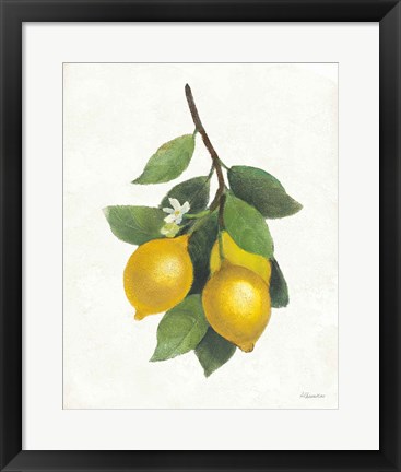 Framed Lemon Branch III Print