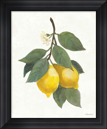 Framed Lemon Branch II Print