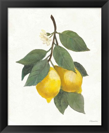 Framed Lemon Branch II Print