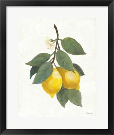 Framed Lemon Branch II Print