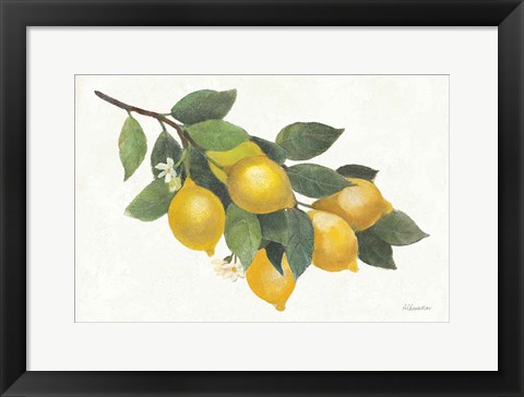 Framed Lemon Branch I Print