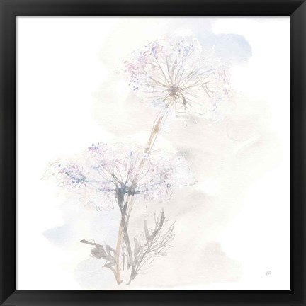 Framed Queen Annes Lace III Print