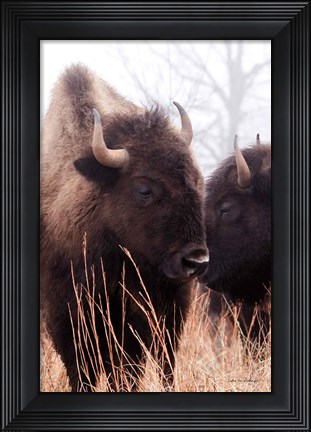 Framed American Bison VI Print